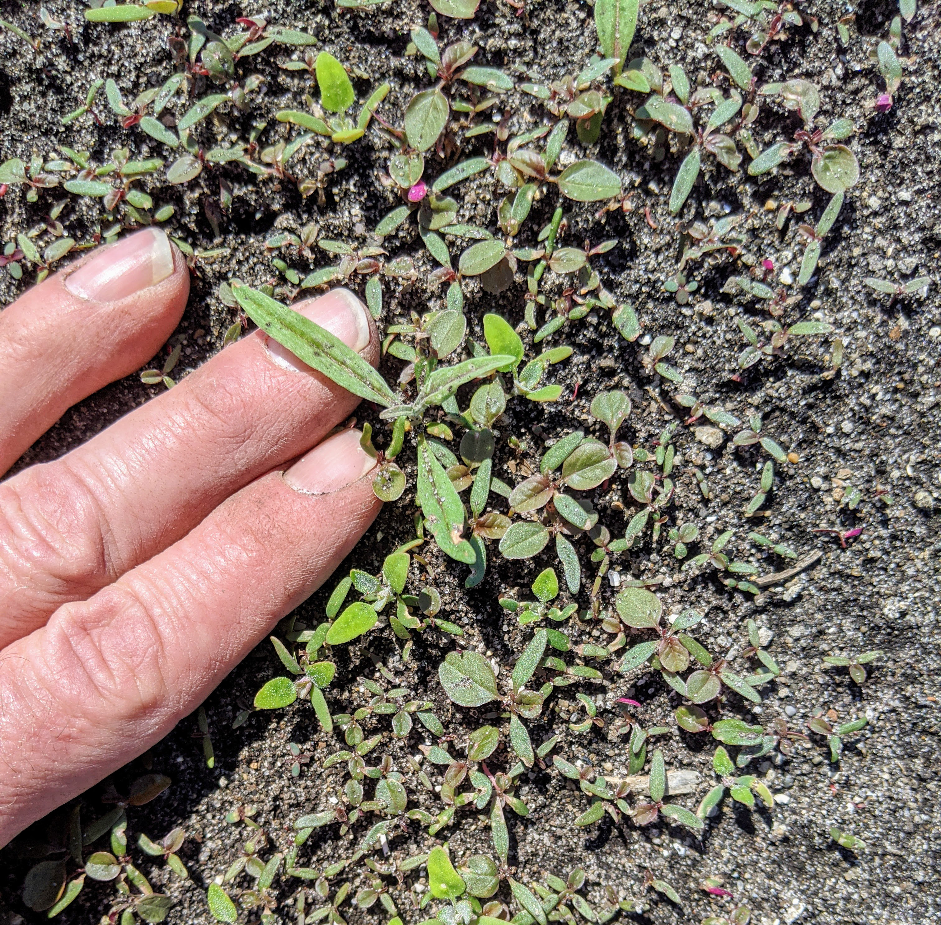 Weeds in onions